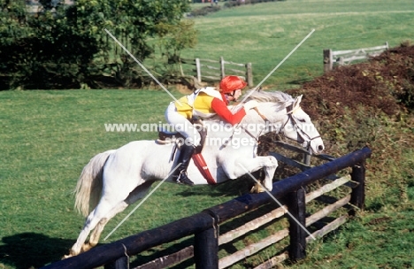 horse and rider jumping fence in team chase