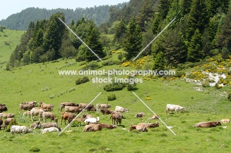 herd of swiss brown cattle