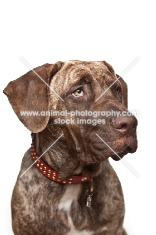 young Dogo Canario head study