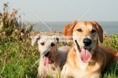 two mongrels (non pedigree dogs) on grass