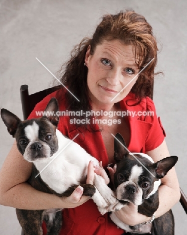 two Boston Terriers with woman