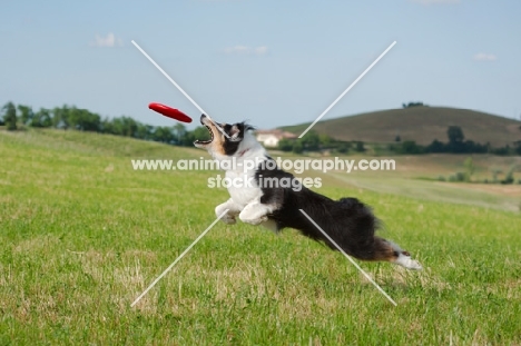 black tri colour australian shepherd jumping to catch frisbee