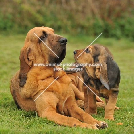 mother and son bloodhounds