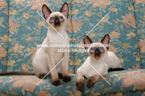 two seal point Siamese cats on a sofa