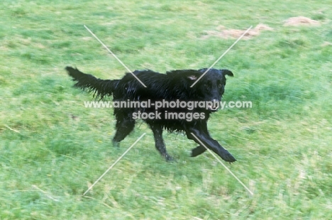 wet flat coat retriever galloping with ears flying