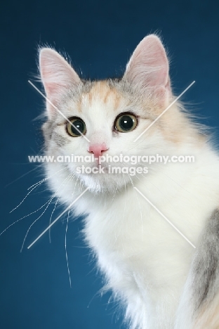 Turkish Van head study