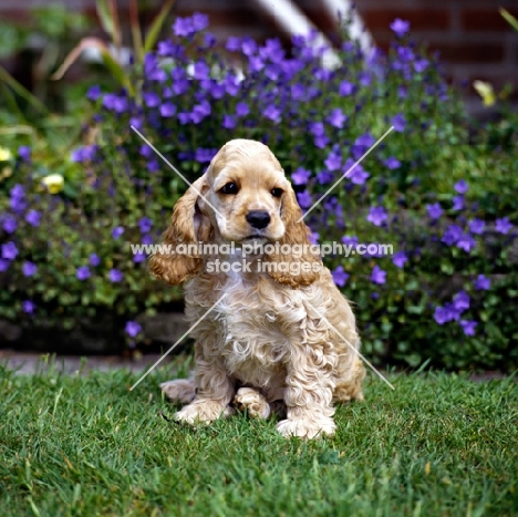 american cocker spaniel puppy looking sad