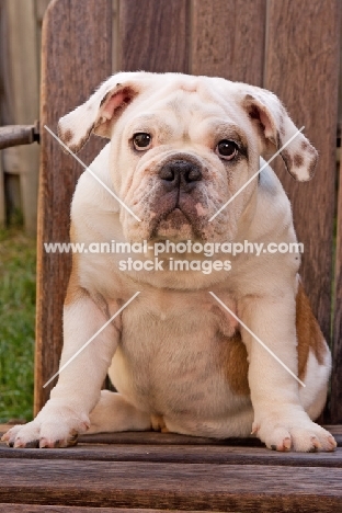 Bulldog on wooden chair, front view