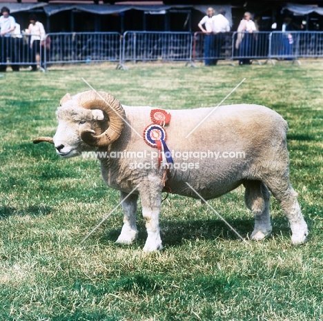 exmoor horn ram wearing rosettes at a show