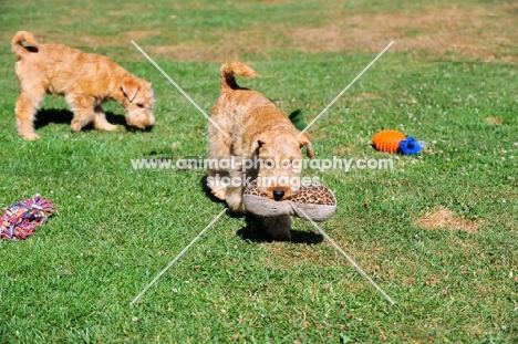 two Lakeland Terriers on grass