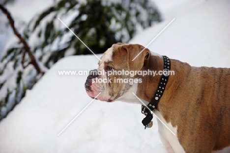 Old English Bulldog looking ahead