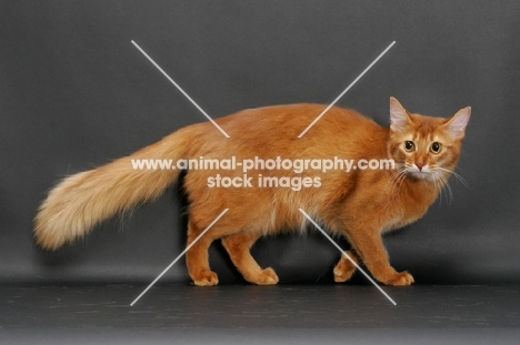 sorrel somali cat, side view
