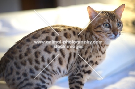 young Bengal cat