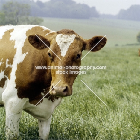 guernsey cow looking at camera