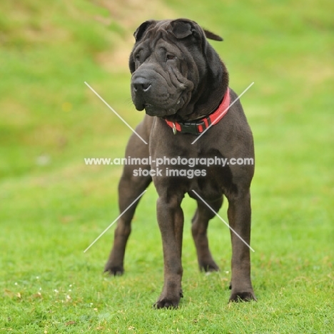 brushg coat sharpei watching another dog in distance