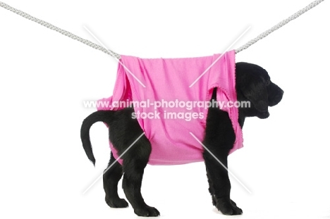 Black Labrador Puppy hanging on a washing line, isolated on a white background