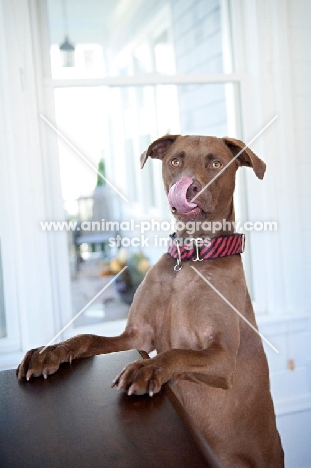 chocolate pit bull mix licking nose with paws on table