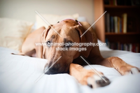 Rhodesian Ridgeback resting on bed