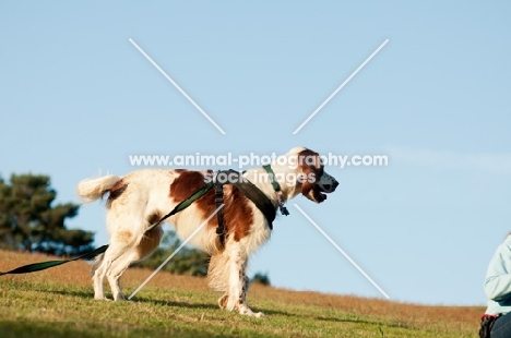 Irish red and white setter