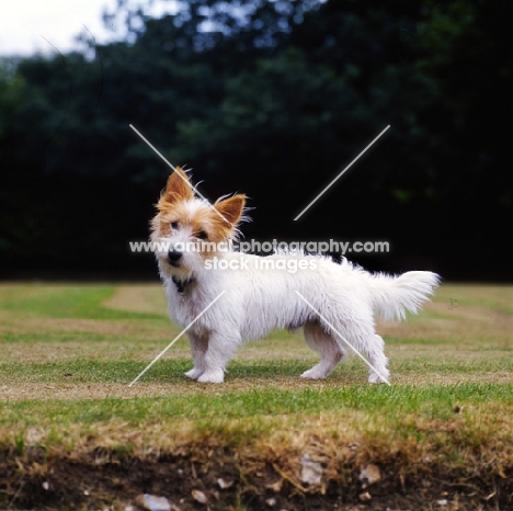undocked rough coated jack russell terrier on short grass