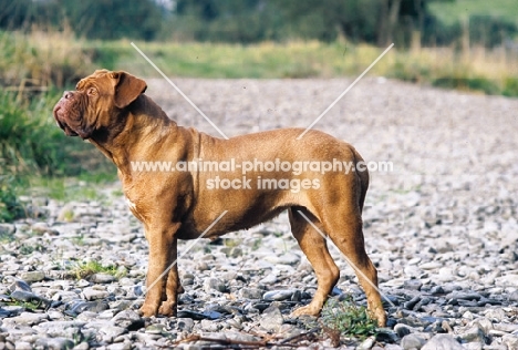 Dogue de Bordeaux standing on a stoney path