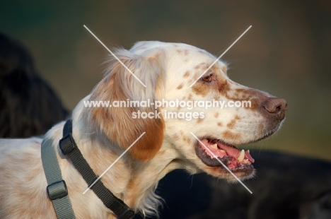 profile head shot of a beautiful orange belton setter