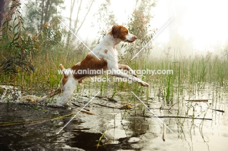 Brittany Spaniel jumping into water