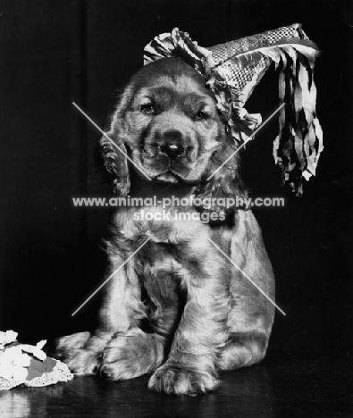 Cocker Spaniel puppy wearing a party hat