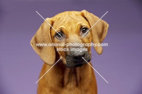 Rhodesian Ridgeback puppy head study