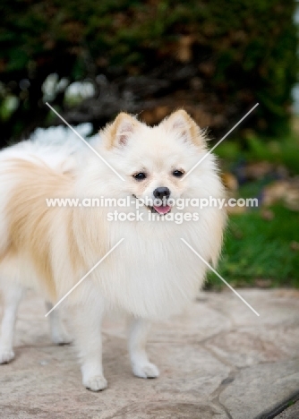 Cream Pomeranian on rock, smiling at camera.