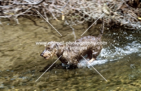 miniature wirehaired dachshund racing through water