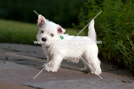 cute westie puppie 