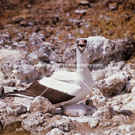 masked booby defending chick on daphne island crater rim, galapagos islands