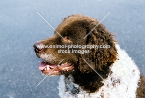 wetterhound, portrait on a grey background in holland