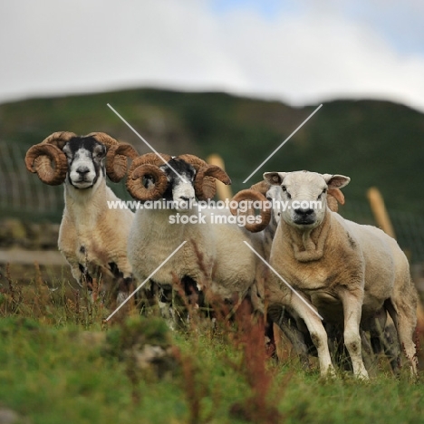 two scottish blackface and one texel ram