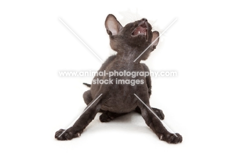 black Peterbald kitten crying out