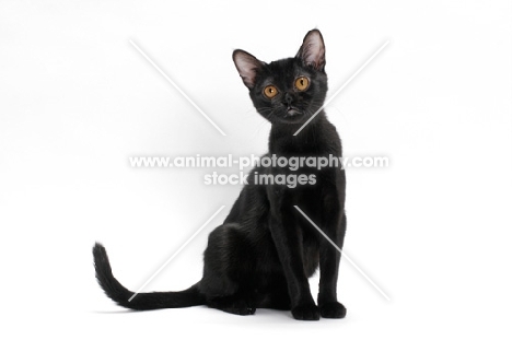 black bombay cat sitting on white background
