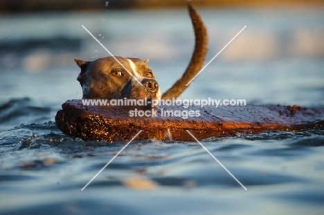 American Staffordshire Terrier retrieving wood from water