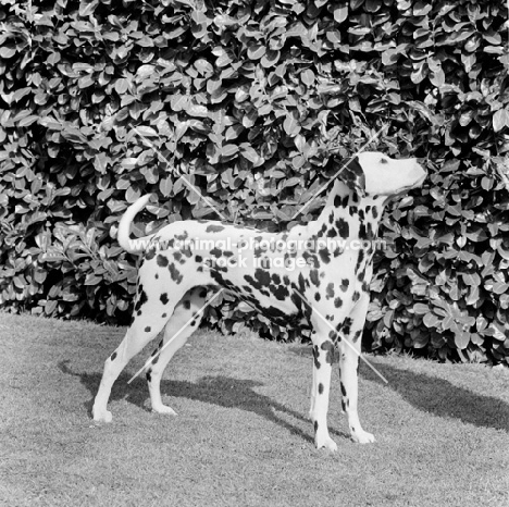 Dalmatian