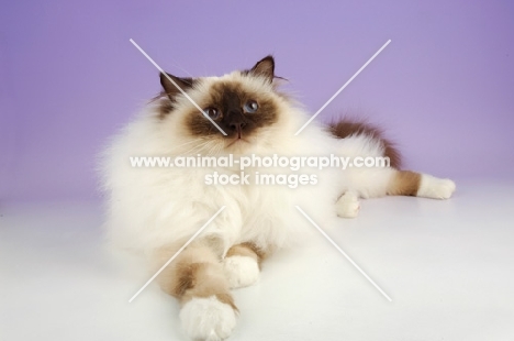 seal pointed Birman cat lying down on pastel background