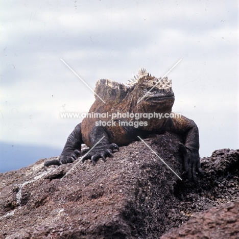 marine iguana on lava rock on isabela island, galapagos islands