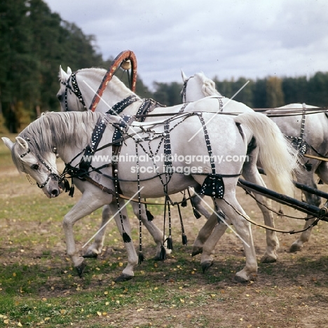 three (troika) russian stallions,  tersk, orlov trotter, tersk side view