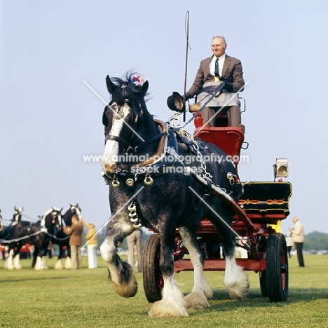 shire horse in display at smiths lawn