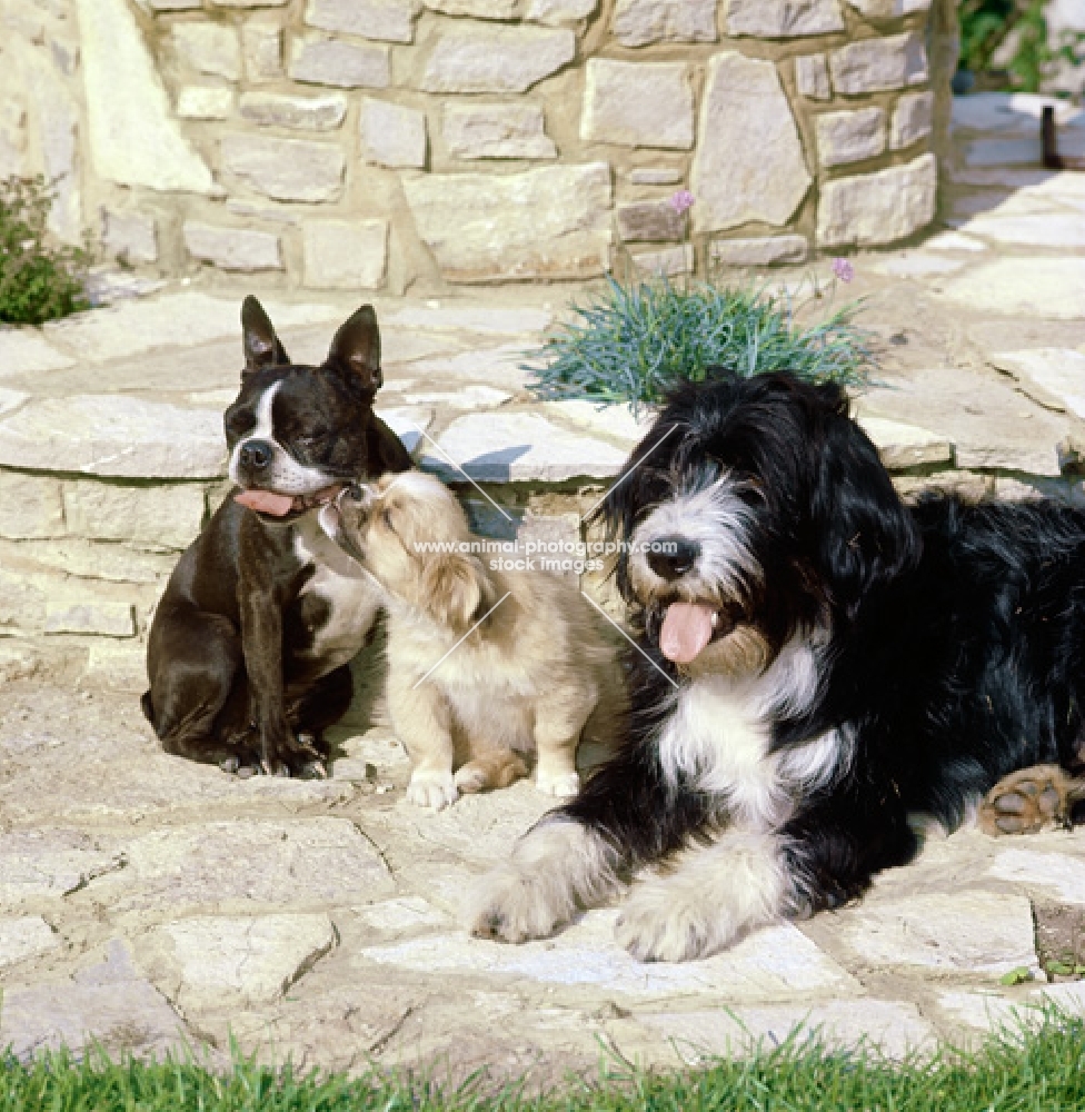 boston terrier tibetan spaniel puppy and cross bred dog
