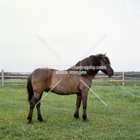 lis, konik pony stallion in poland