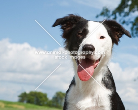 black and white Border Collie