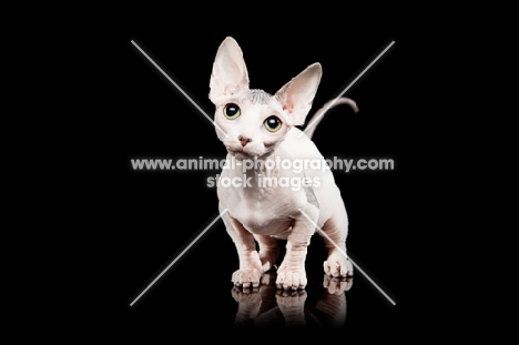 hairless Bambino cat on black background, looking at camera
