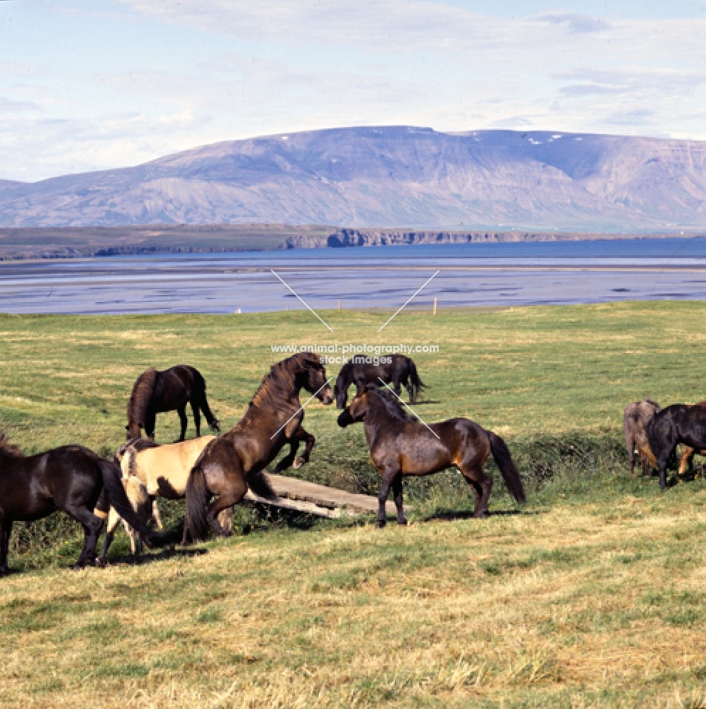 Iceland Horses at Sauderkrokur