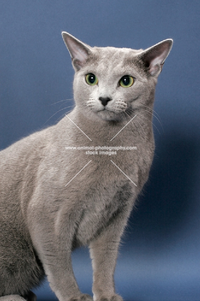 male Russian Blue cat