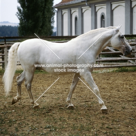 Pluto Alda, Lipizzaner stallion at piber